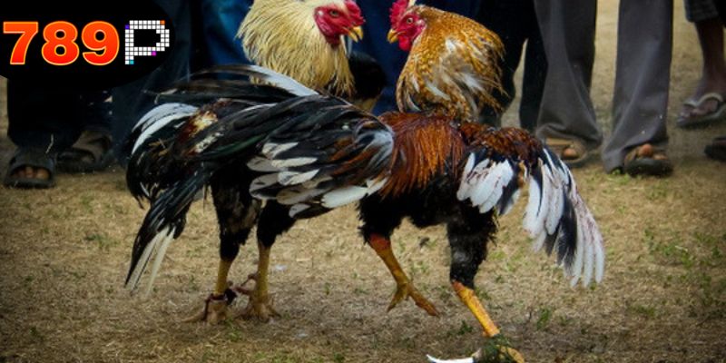 Mẹo Đá Gà Thắng Lớn - Kỹ Năng Để Nâng Cao Tỉ Lệ Thắng 4 Chiến thuật tốt là mẹo đá gà thắng lớn.